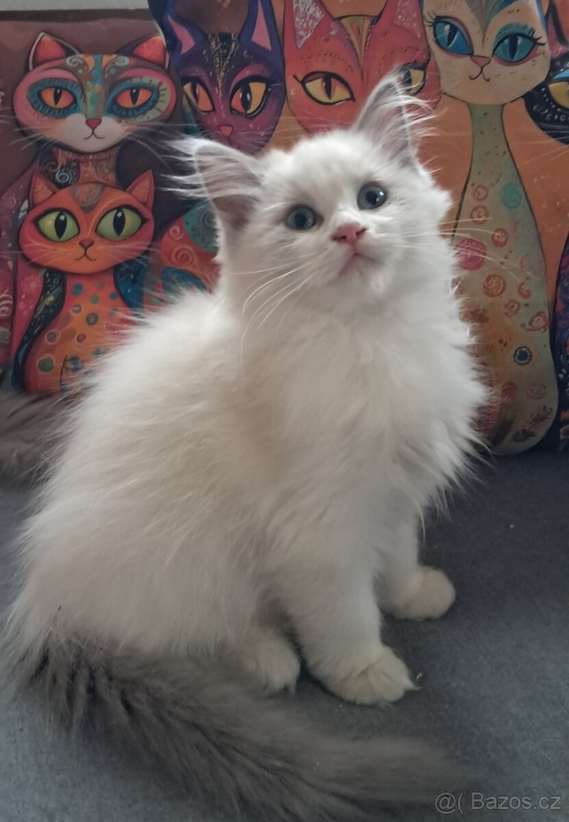 Koťátka ragdoll s PP (FIFE) - 6