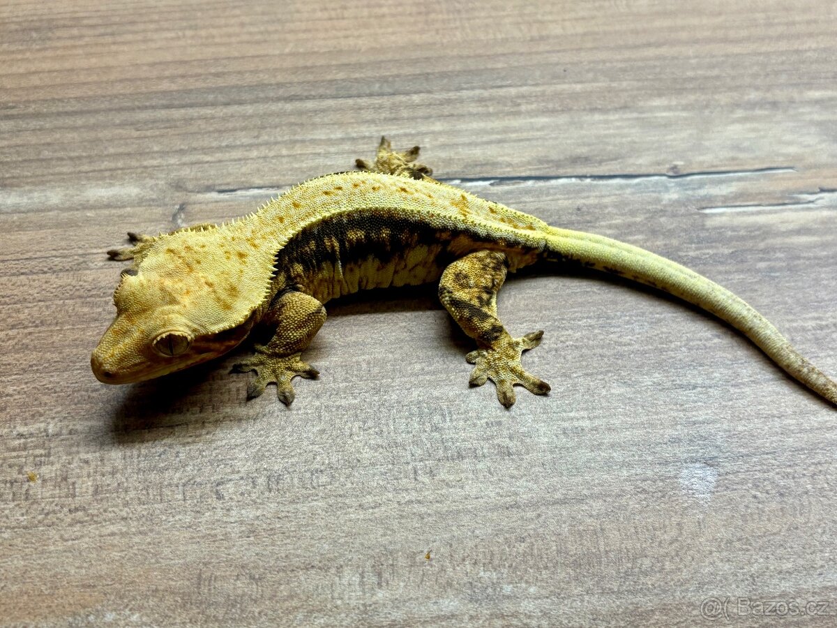 pagekon hrbolkohlavý,pagekon řasnatý - 6