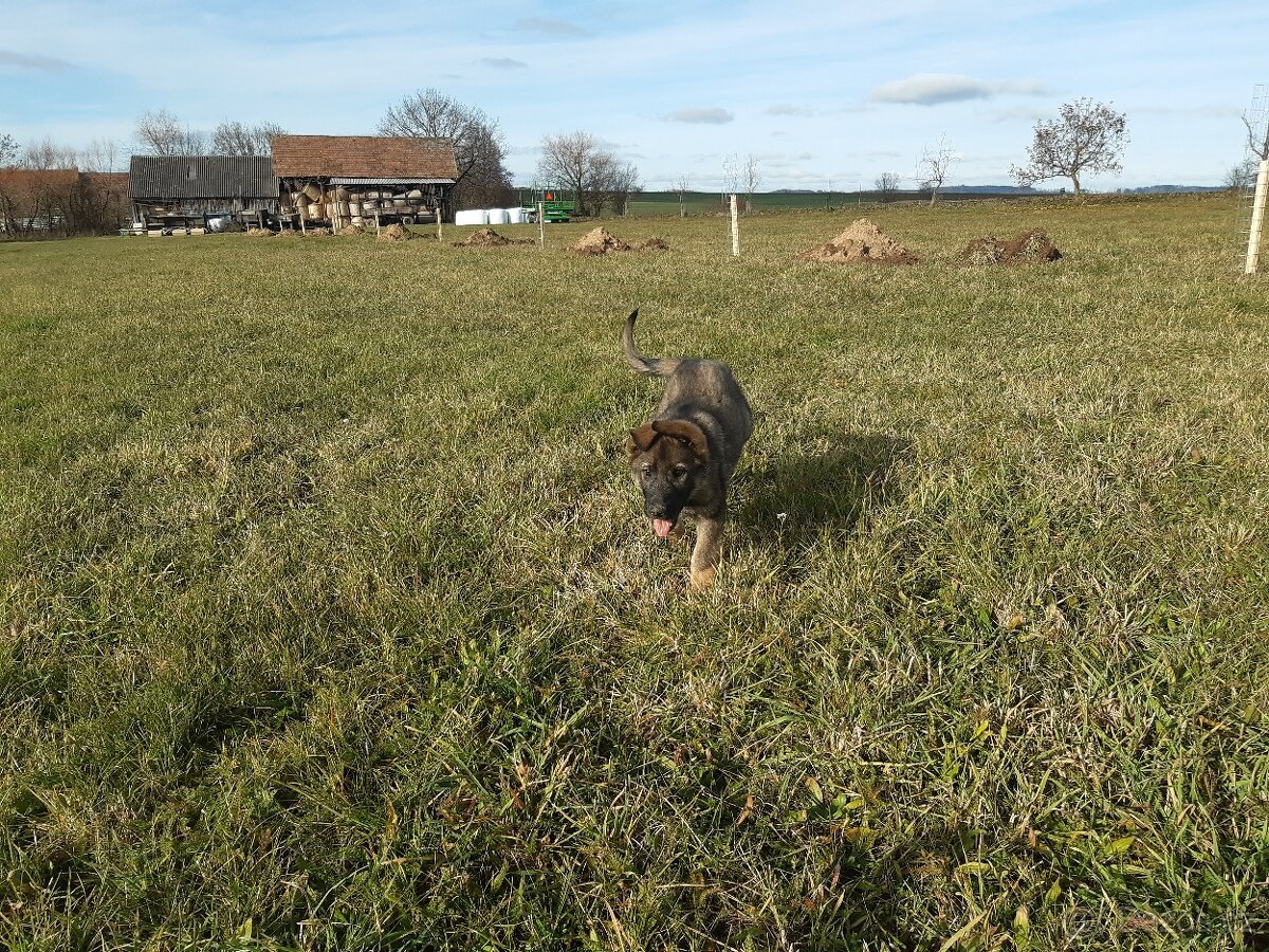 štěně - fenka - 6