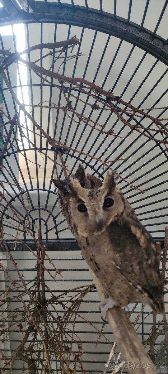 Výreček indický a jihoamerický - 6