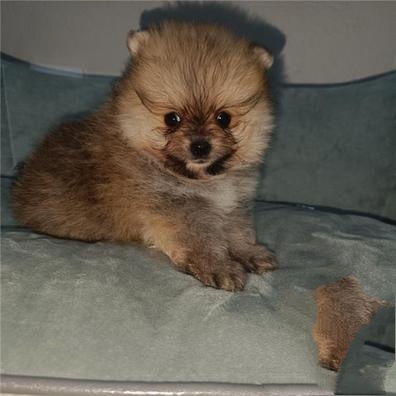 Pomeranian mini - 6