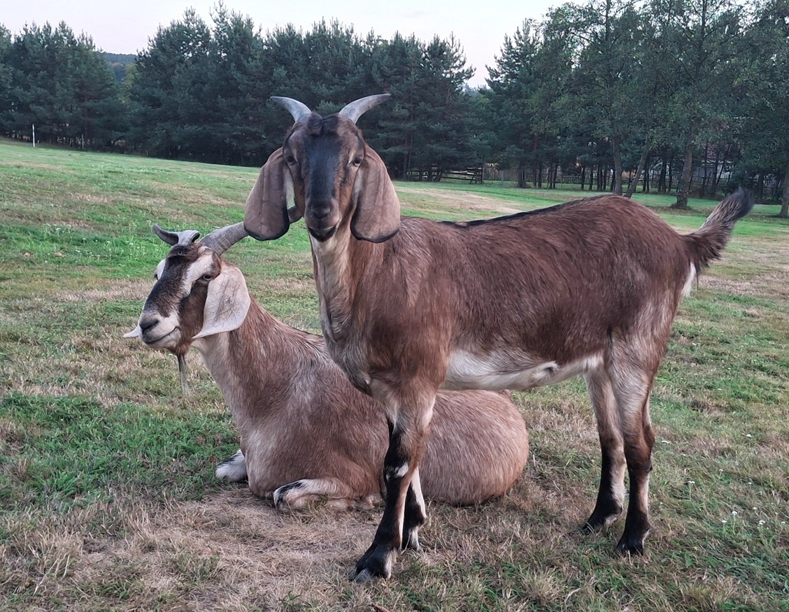 Kozička podílová anglonubijská - 6