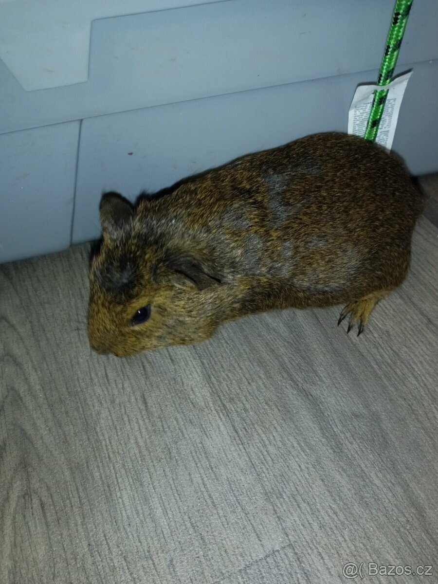 Morčata - samečci - 6