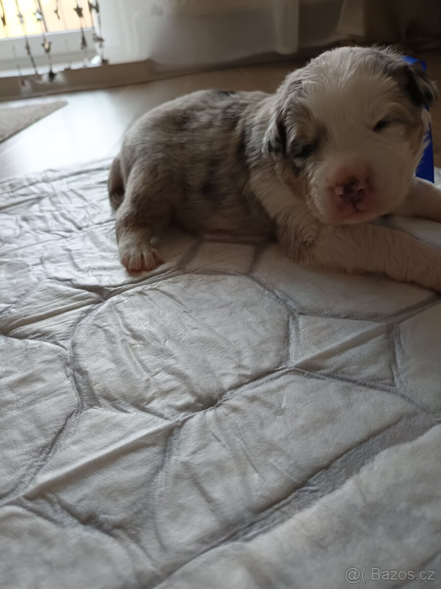 Border Kolie bez PP - 6