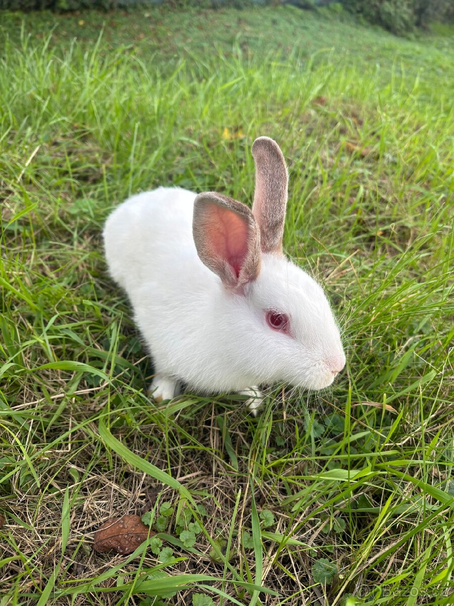 Zakrslý králík - 6