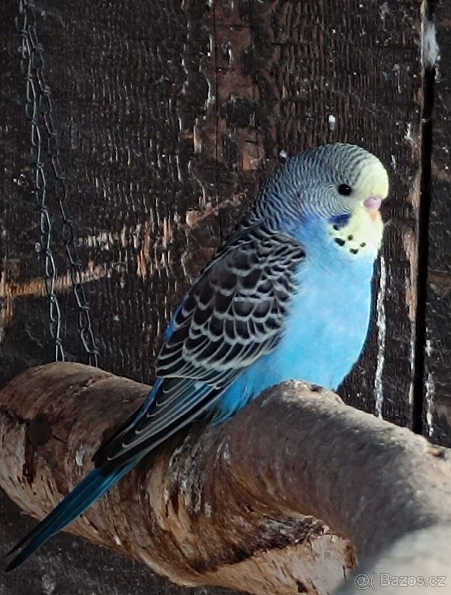 Prodám andulky z venkovní voliery - 6