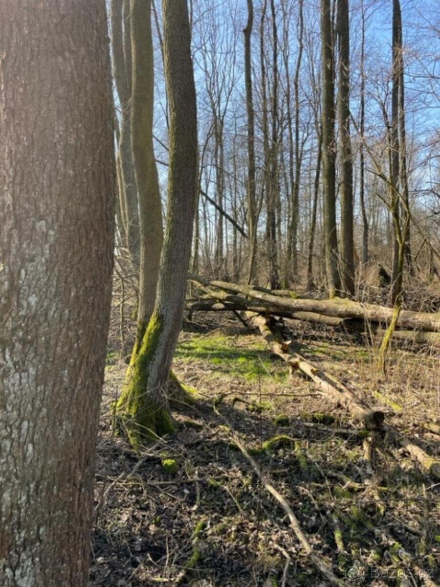 Prodám pozemky v k.ú. Starý Ples - 6