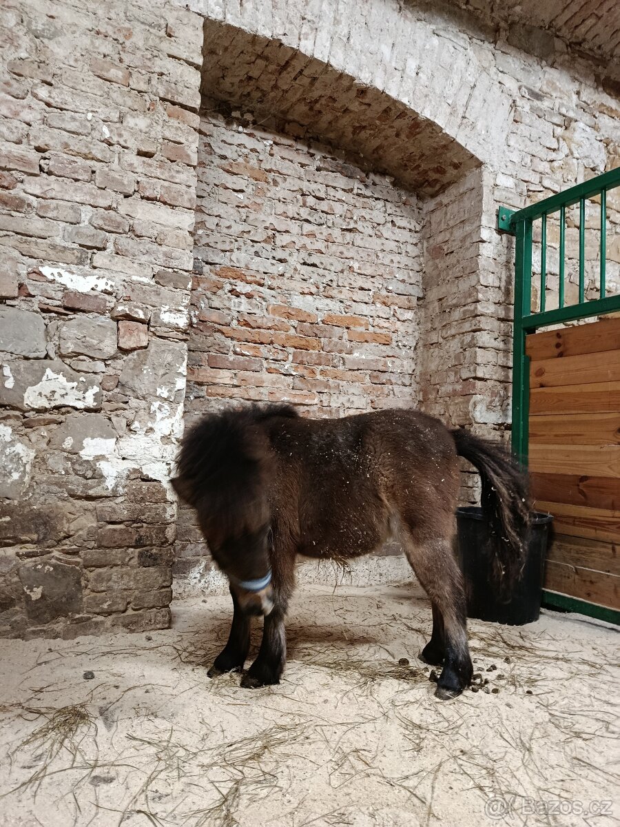 Poník mini - 6