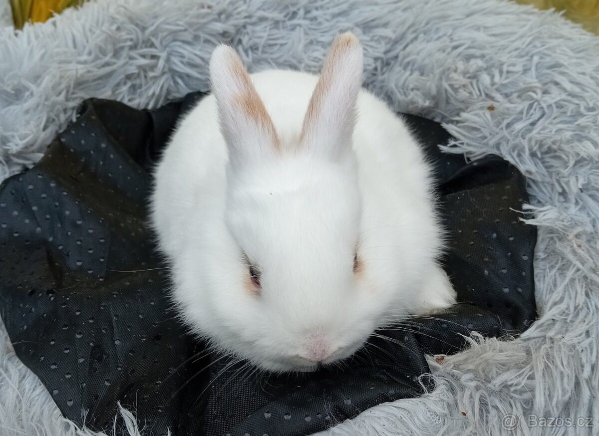 Zakrslý králíček E2 a E3 - 6