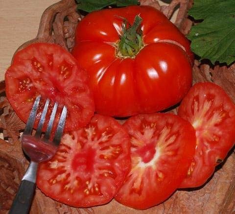 Sazenice rajčata - 6