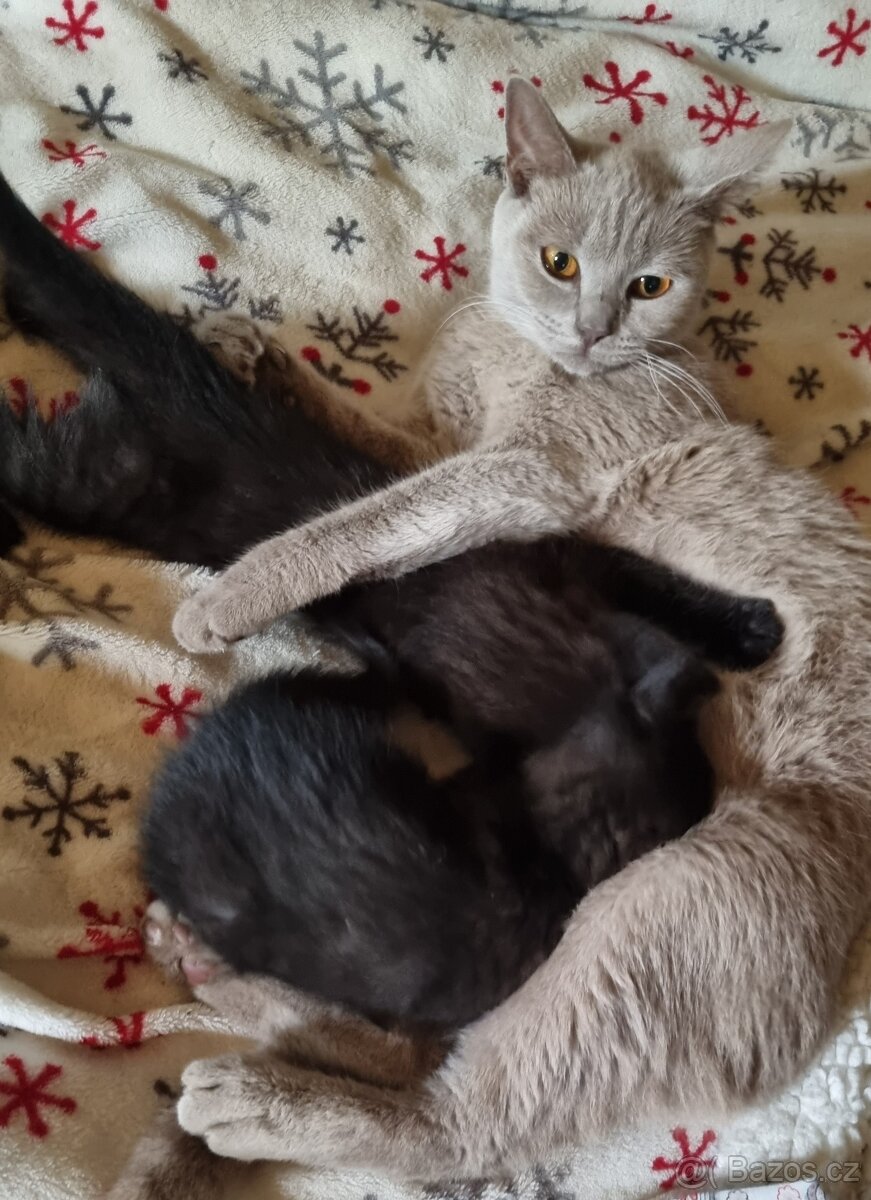 Prodám koťátka Britská černá krátkosrstá - 6