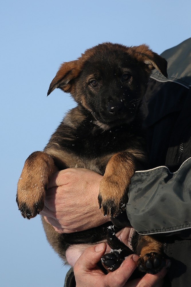 Německý ovčák s PP - štěňata k odběru - 6