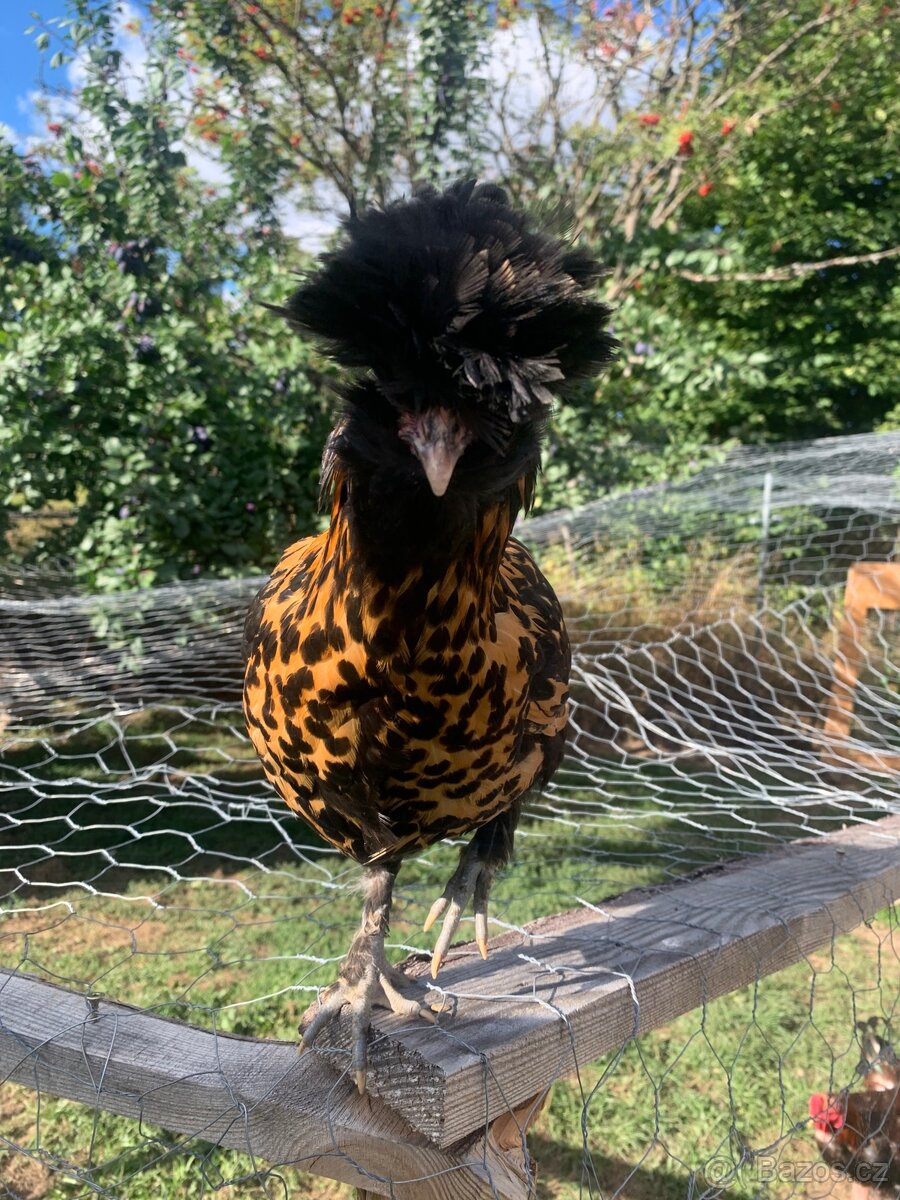 Pavlovská slepice “PAVLOVKA” - 6