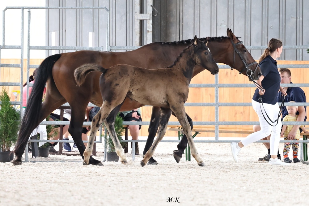 Prodám hřebečka - 6