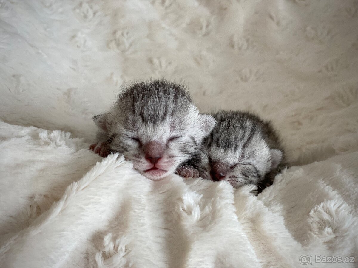 Egyptská Mau s rodokmenem - 6