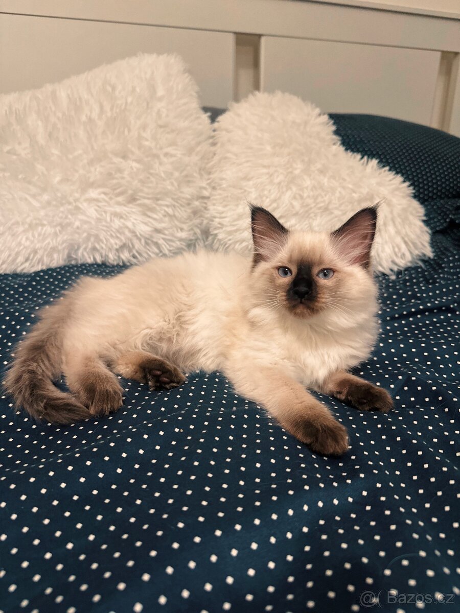 PRODEJ KOT’AT RAGDOLL 🎄💫 - 6
