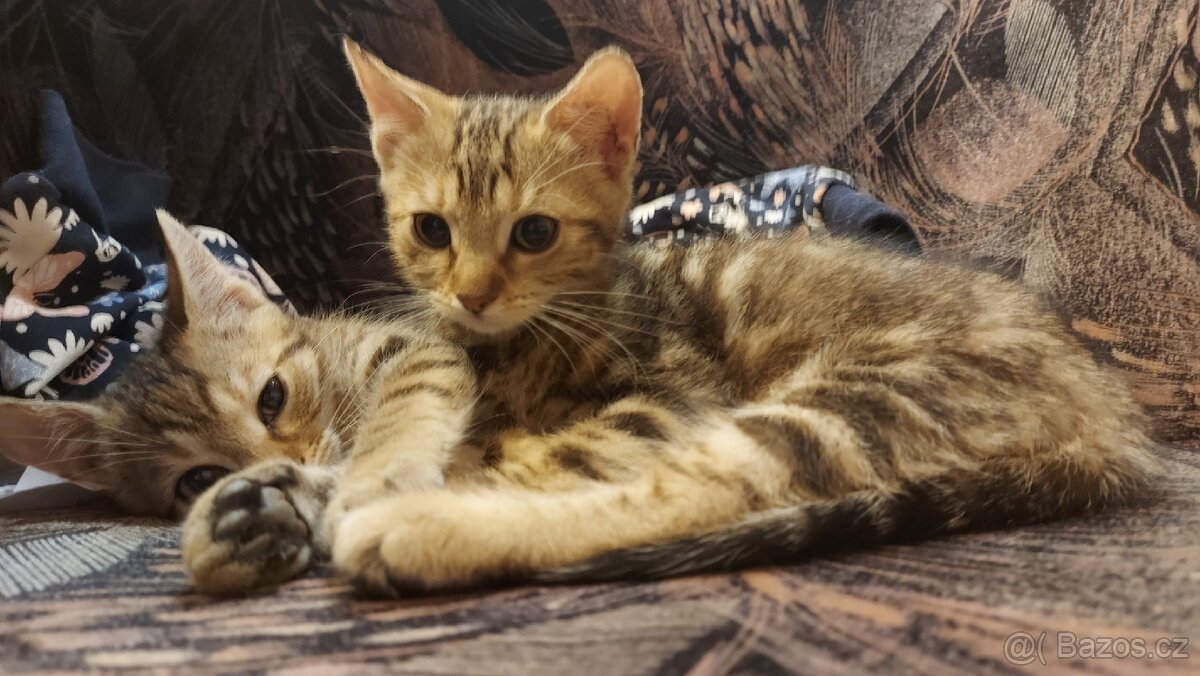 Daruji 2 koťátka (2 holky) - 6