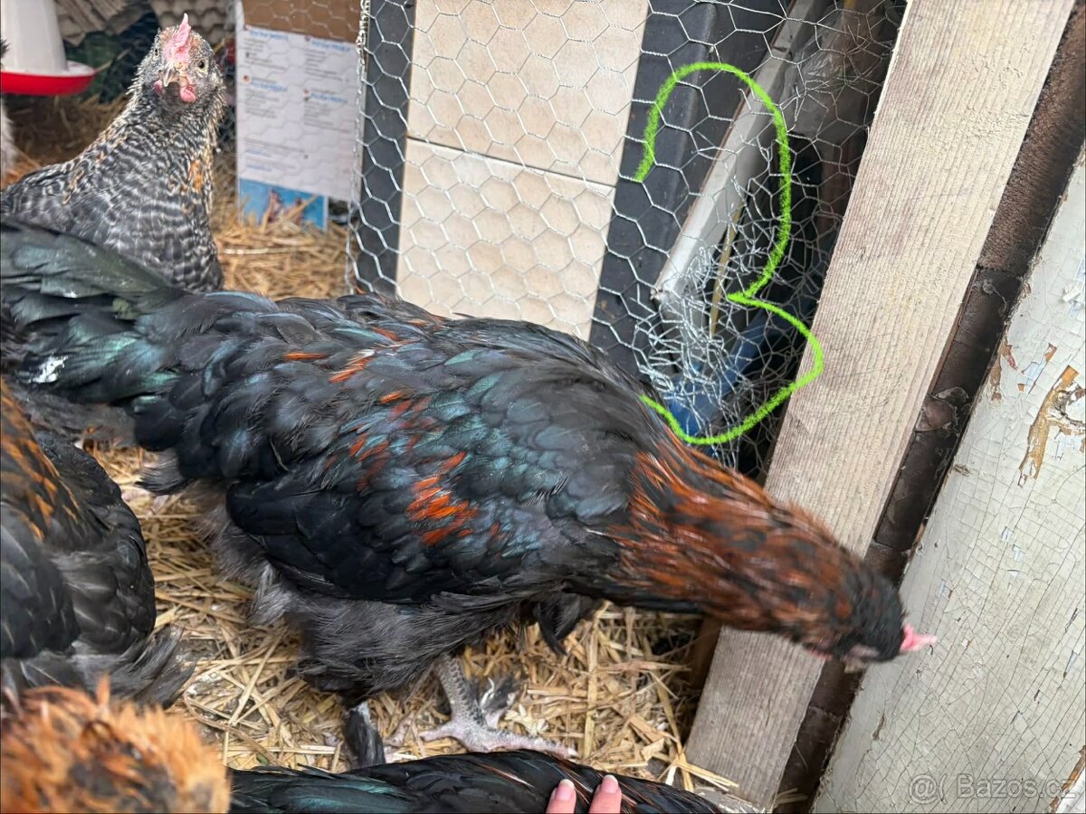 Kohouti, slepice - 6