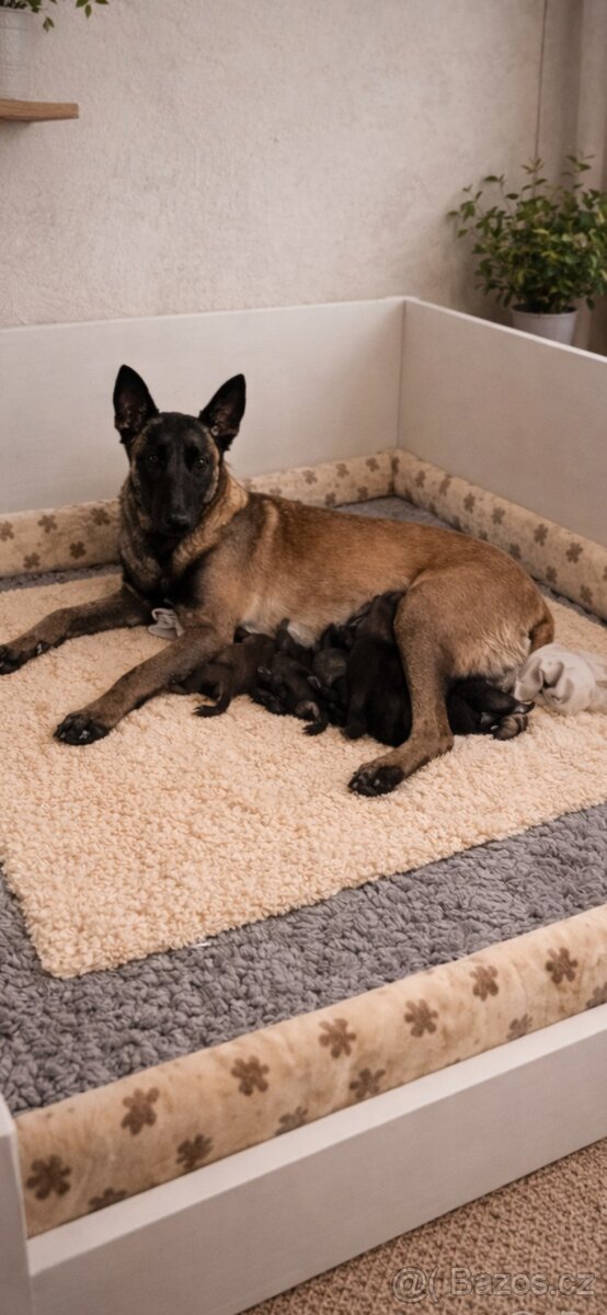 Belgický ovčák malinois - 6