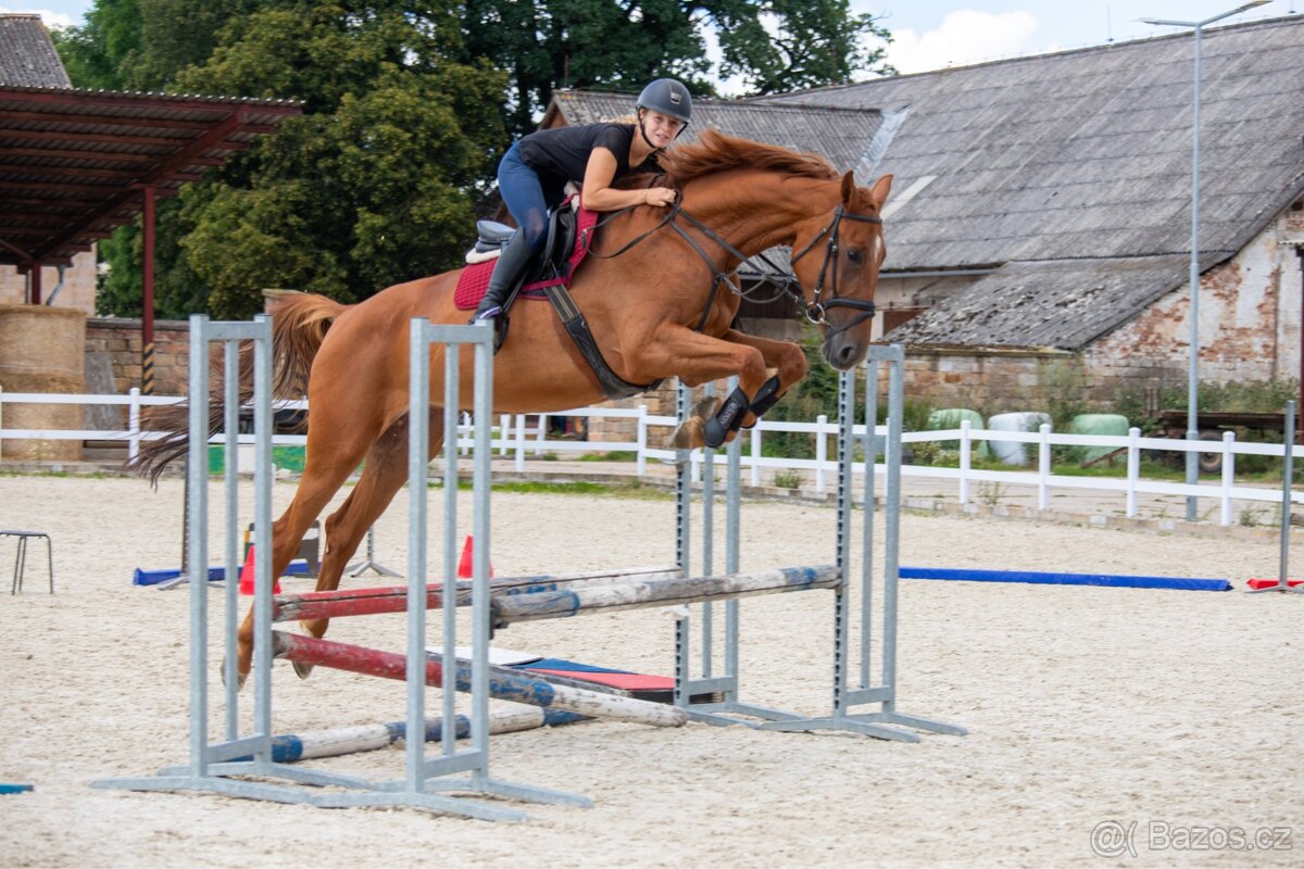 PRODÁME VÍCE MLADÝCH KONÍ - 6