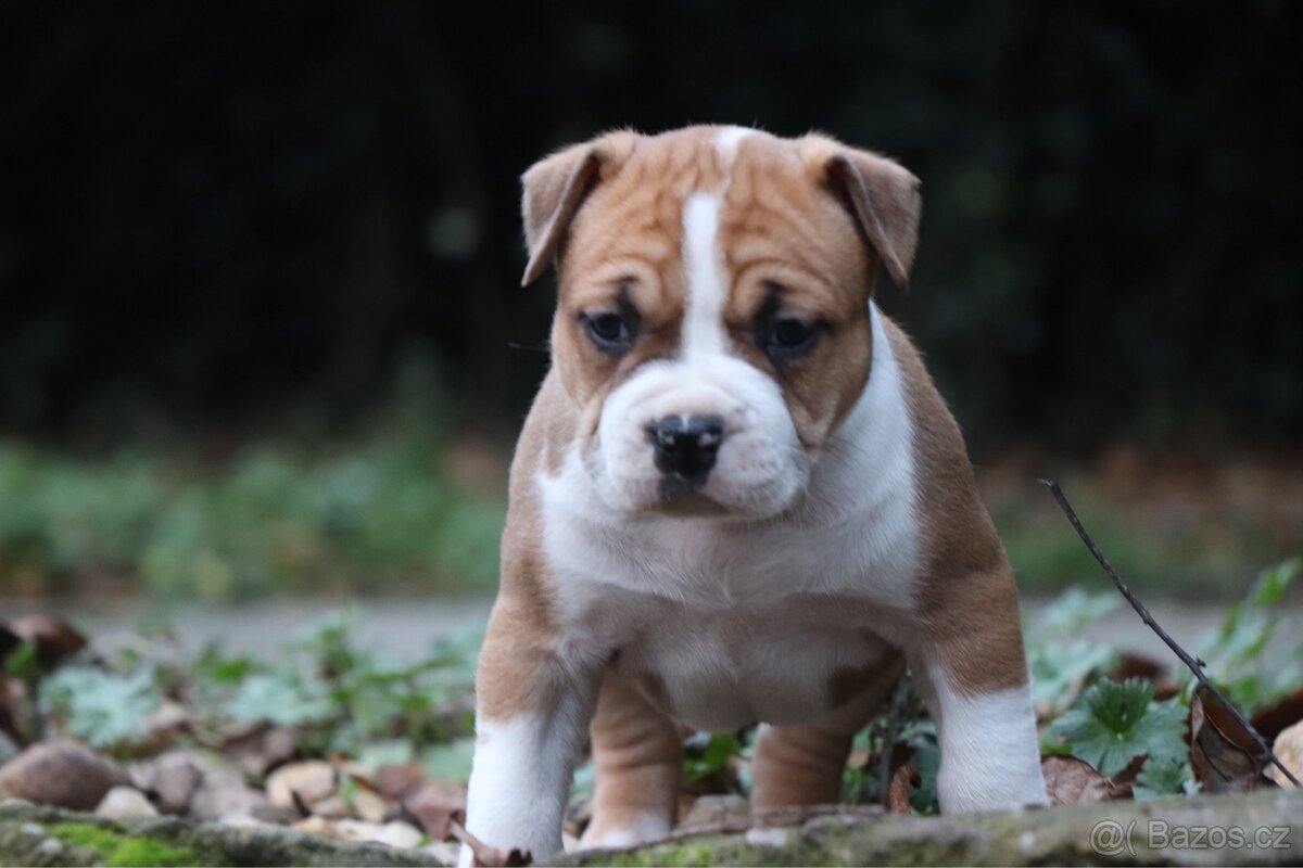 Americký stafordšírský teriér s PP fenka 1 - 6