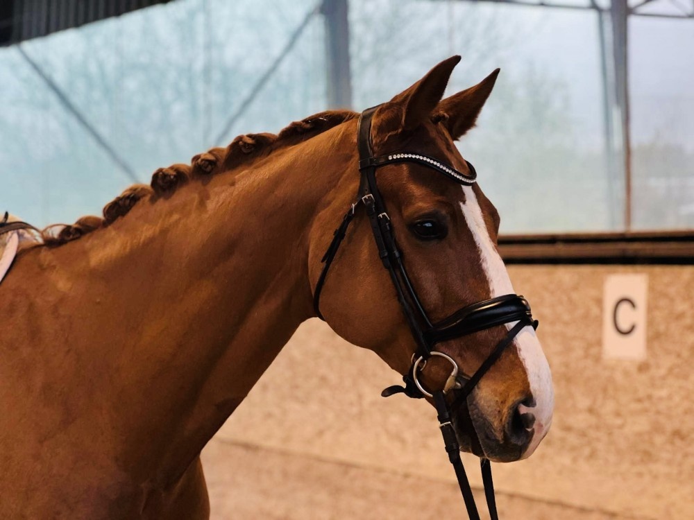 líbivý 7 letý valach po Quidam Sohn - 6