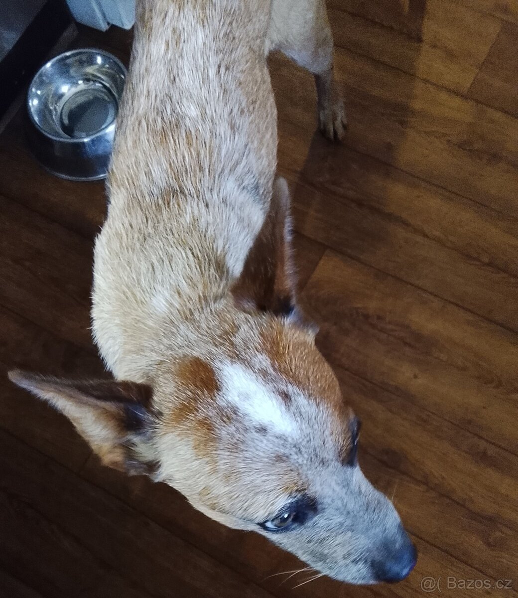 Australský honácký pes - 6