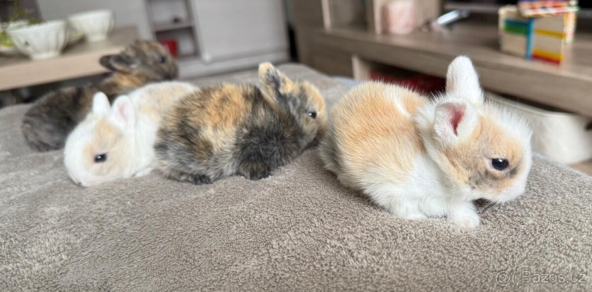 Zakrslý kralik Lvíček - 6