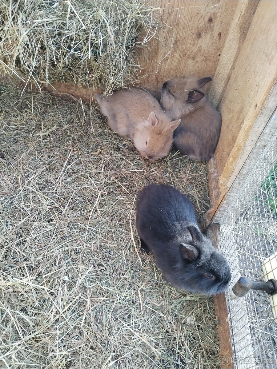 Zakrslí králíčci - 6