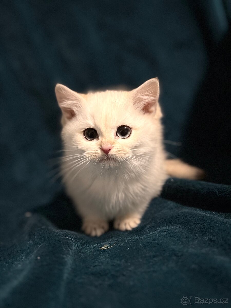 Britské kotě bílá činčila - 6