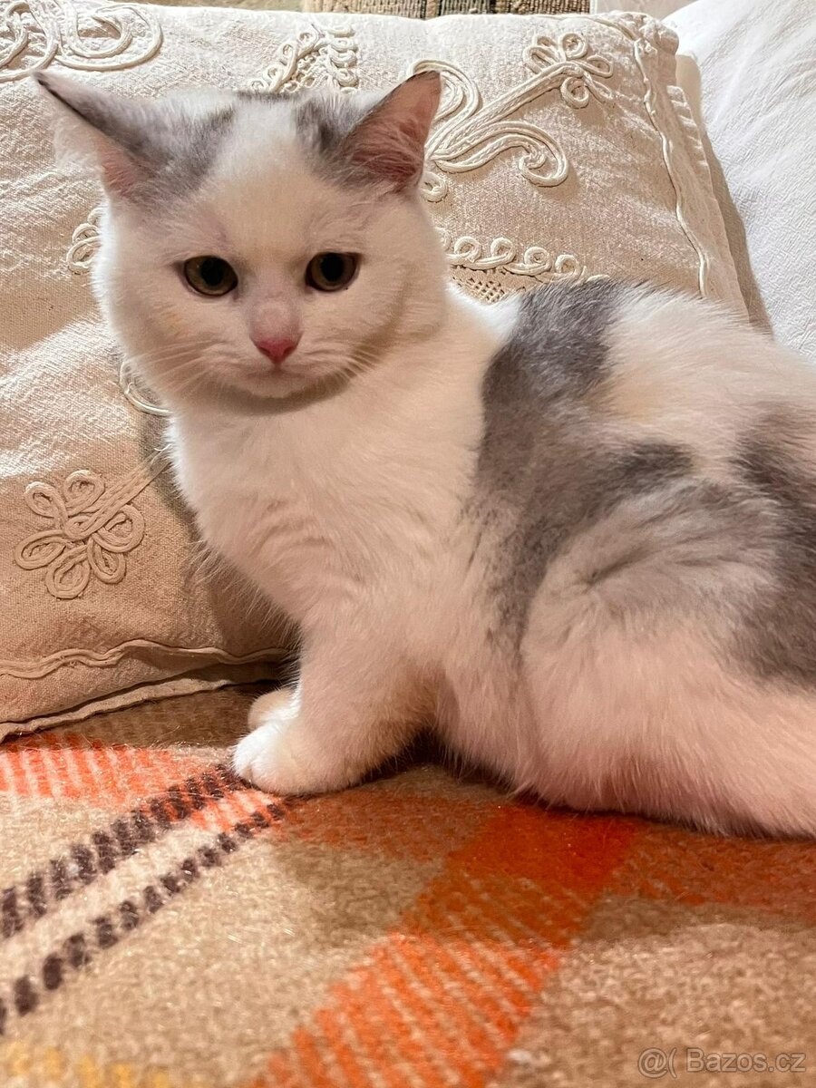 Britská koťátka bez PP - 6