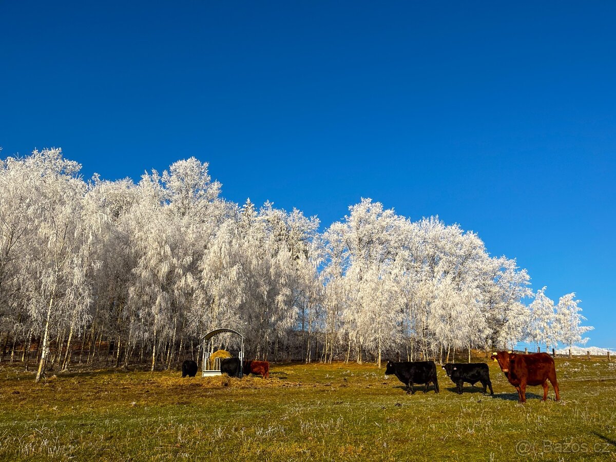 Rezervace na dexter jalovice s POP na rok 2026 - 6