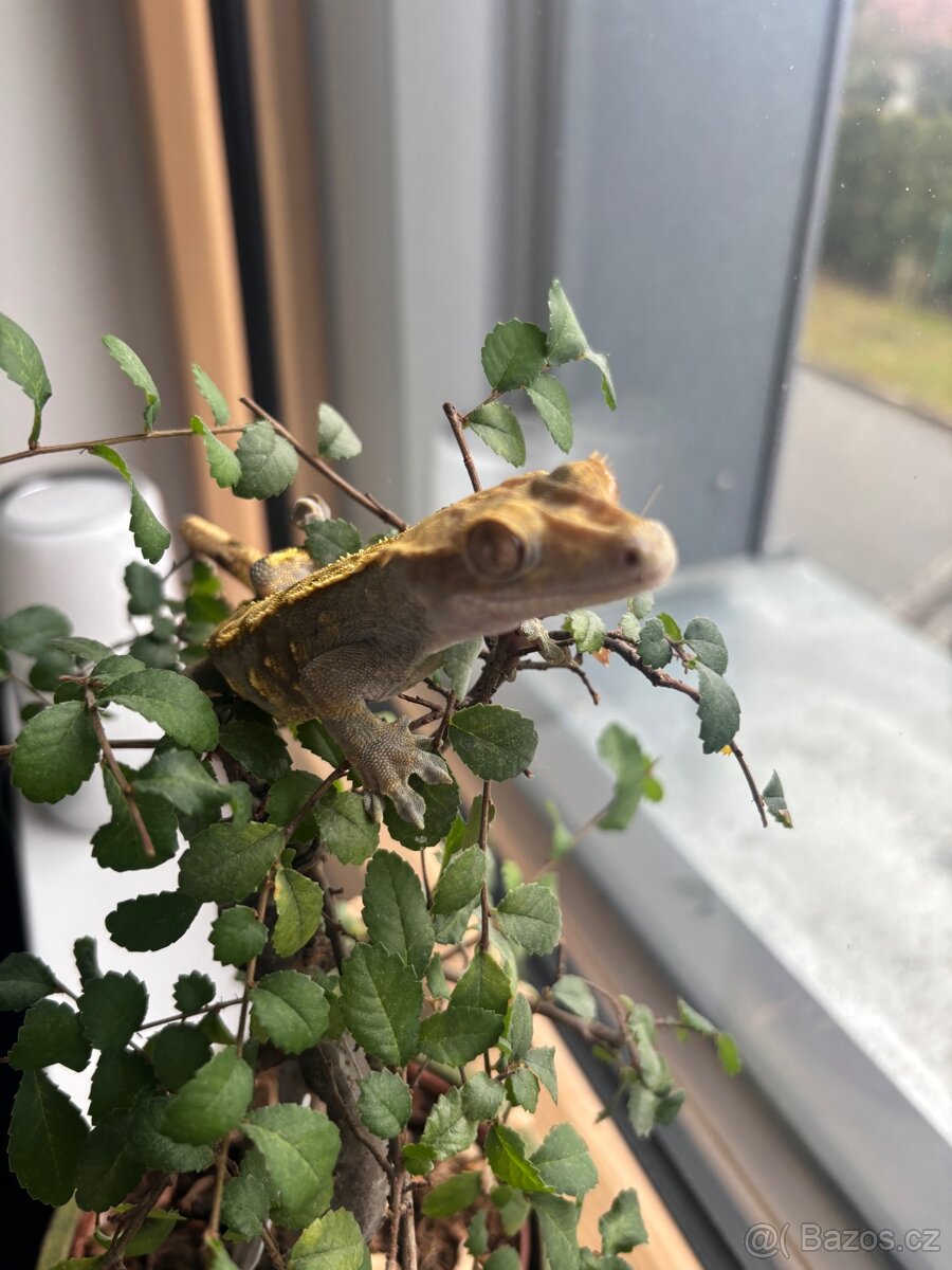 Pagekoni terarium + 3 gekoni - 6