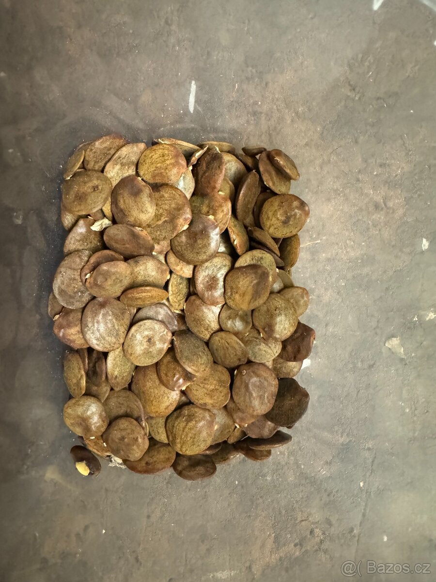 Vistárie Čínská - 6