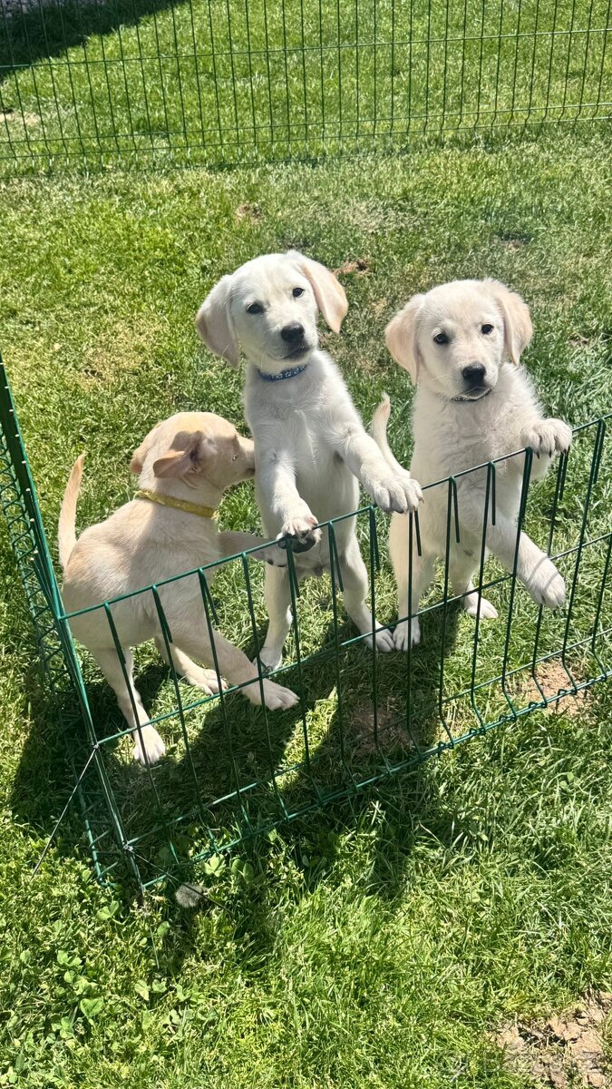Labradorský retrívr - 6