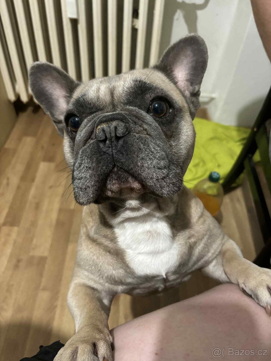 Francouzsky buldoček - 6