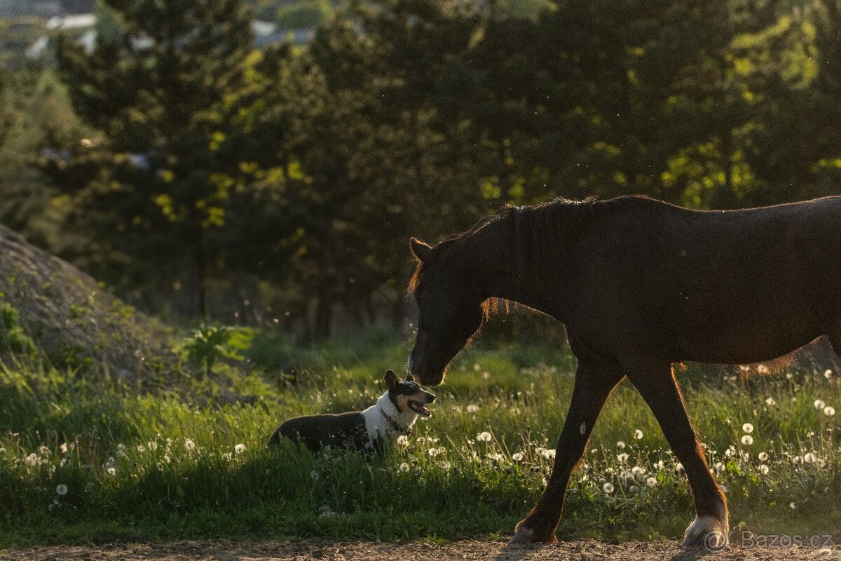 Valach Welsh Cob 3,5 roku - 6