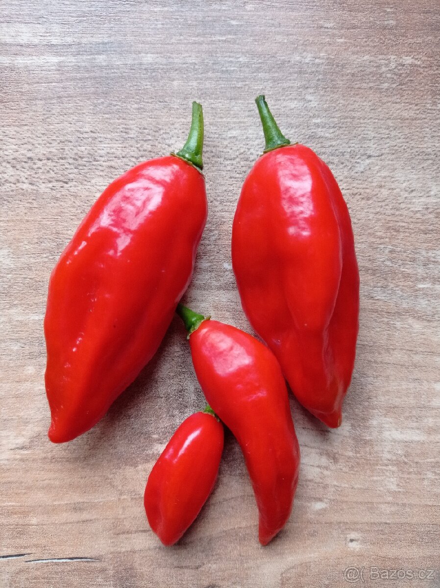 semínka chilli - 6