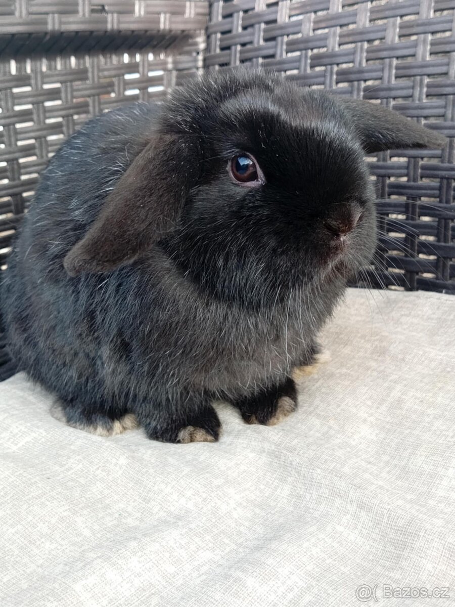 Volný Sameček - Anglický Zakrslý Beránek MiniLop🍑 - 6