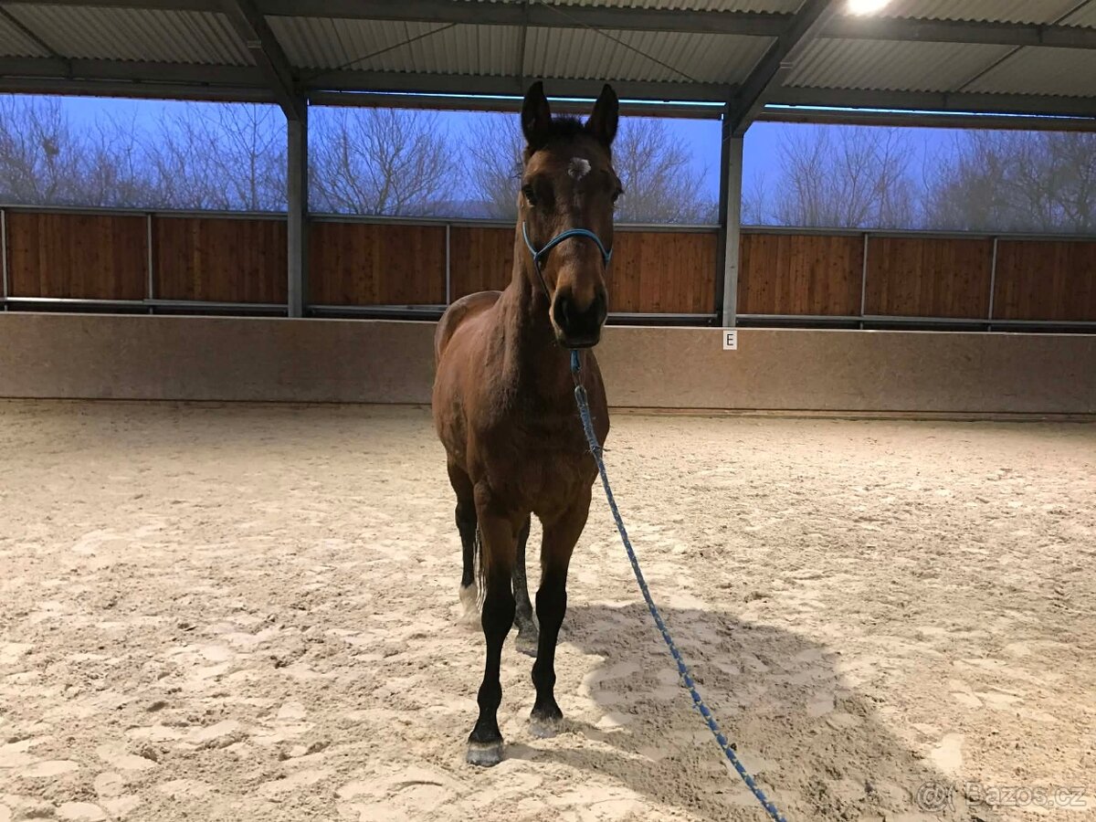valach 9 let, 158 cm kůň pro ženu - 6