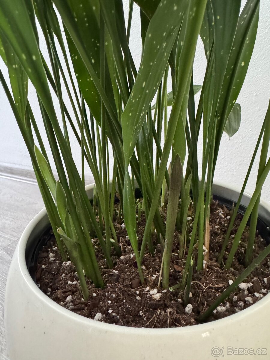 Aspidistra milky way - 6