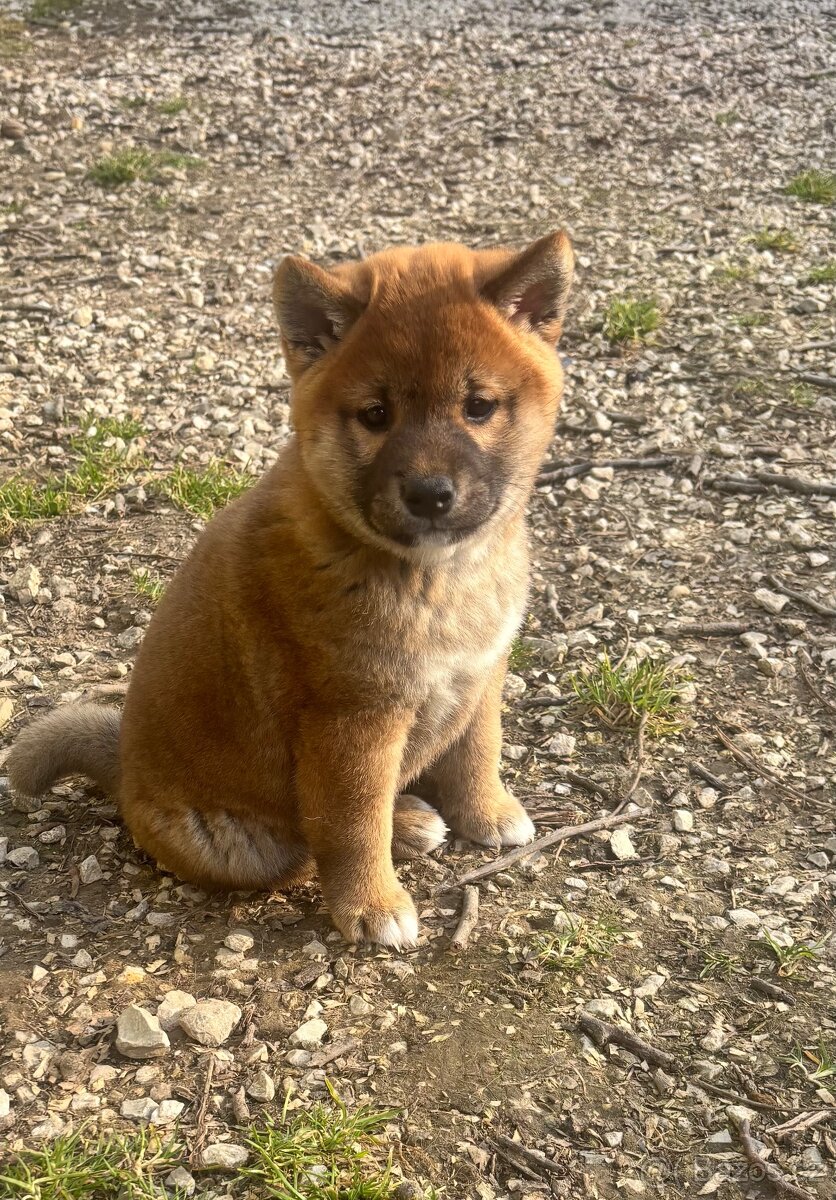 Shiba Inu s PP,FCI - 6