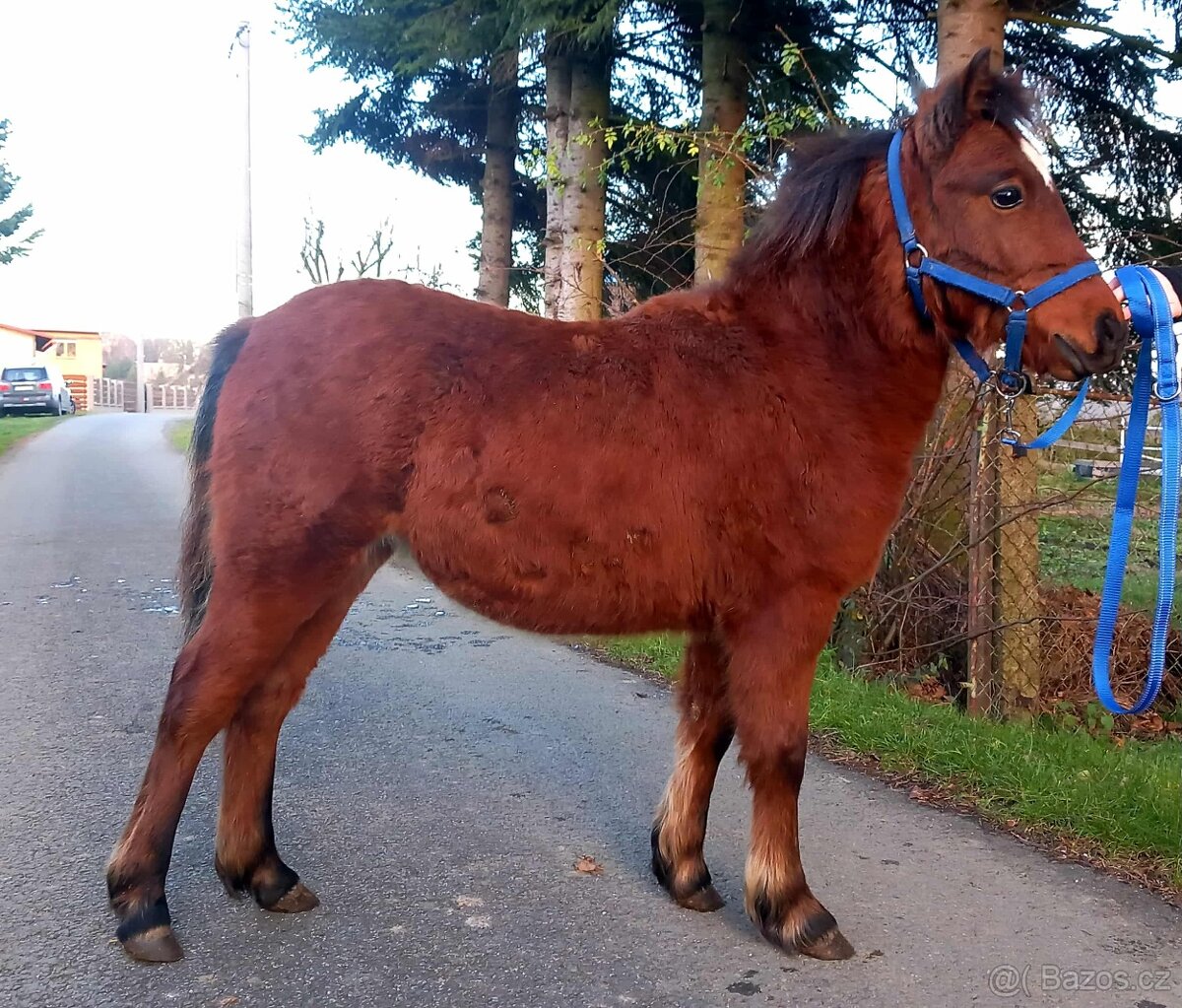 Klisnička - hnědka WPB - 6