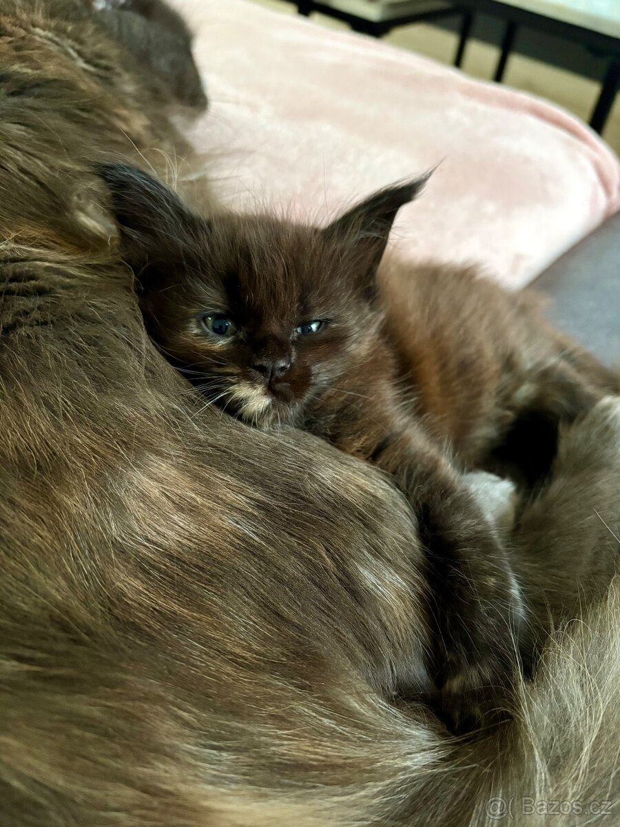 Mainska mývalí - 6