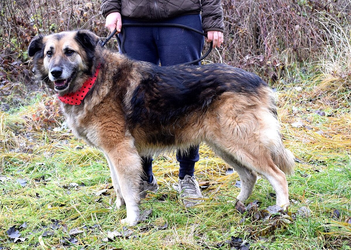 TALINN - NAJDE KONEČNĚ POHLAZENÍ A LÁSKU SVÝCH PÁNEČKŮ - 6