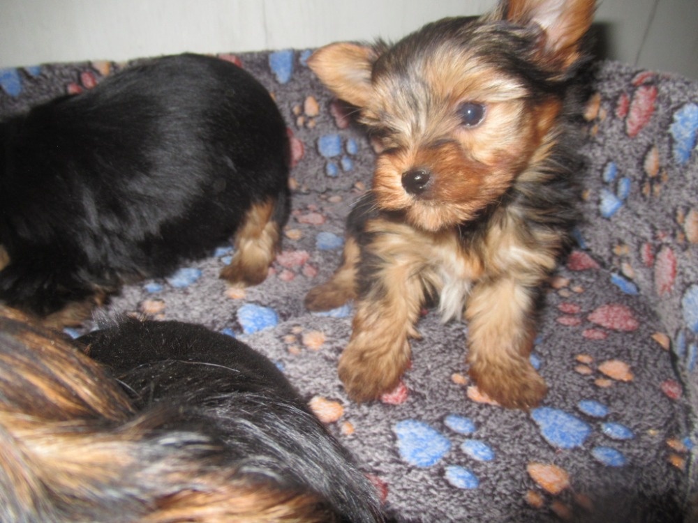 Jorkšírský teriér - 6