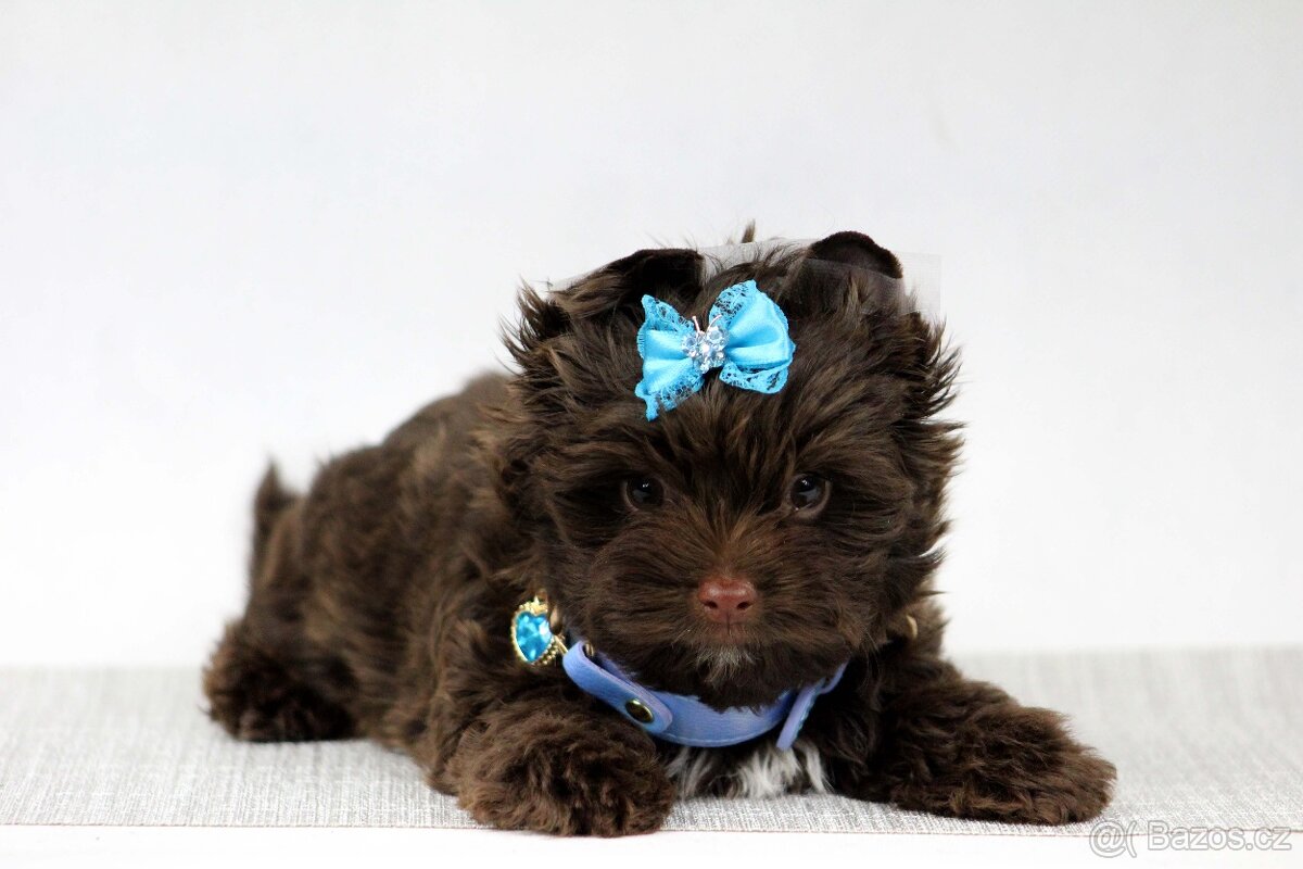 jorkšírský terrier s PP - 6