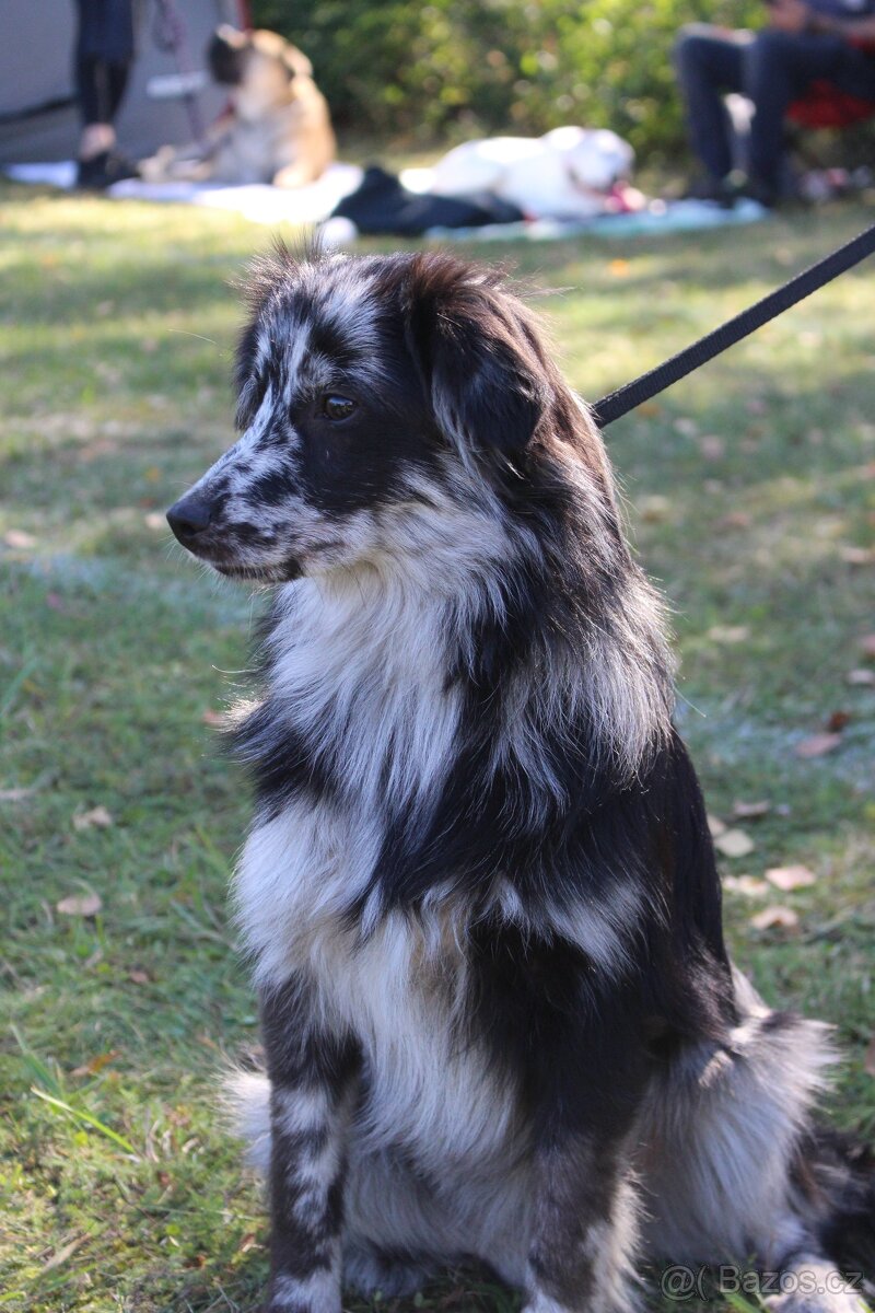 Pyrenejský ovčák - štěňátka s PP - 6