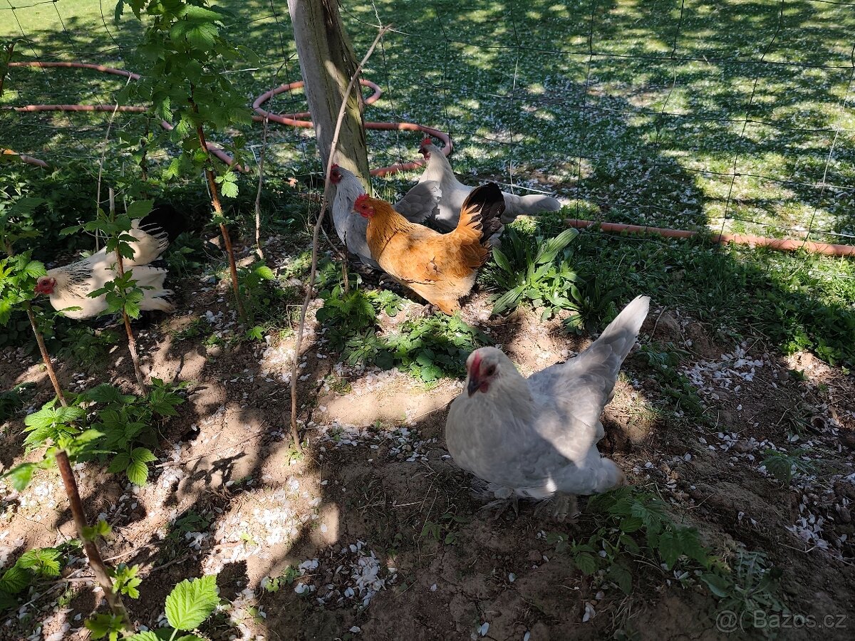 Zakrslá rousná - 6