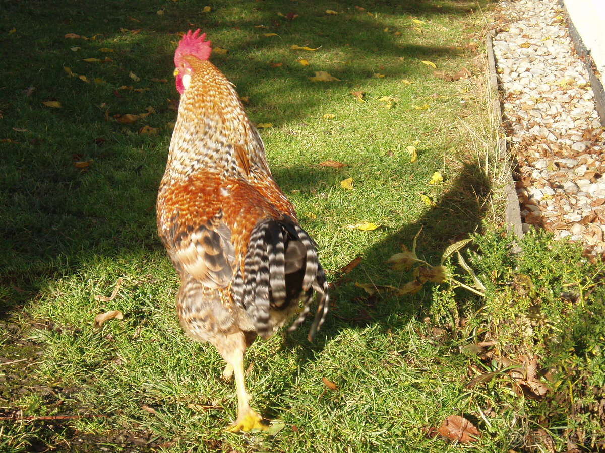 Prodám kohouta do chovu - 6